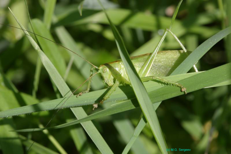 Tettigonia_cantans_m_04_266