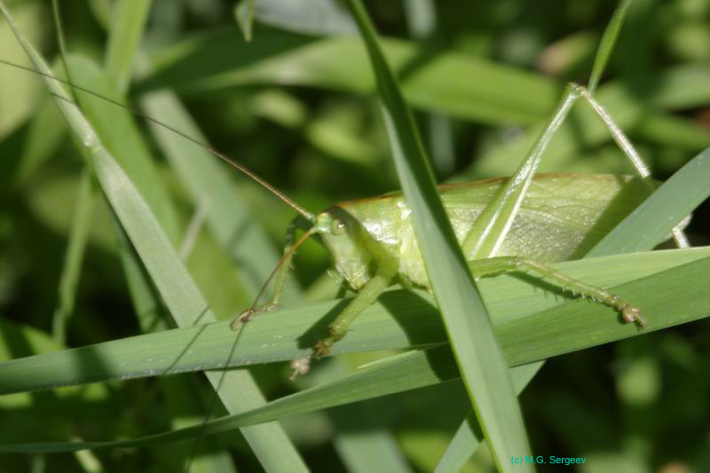 Tettigonia_cantans_m_04_267