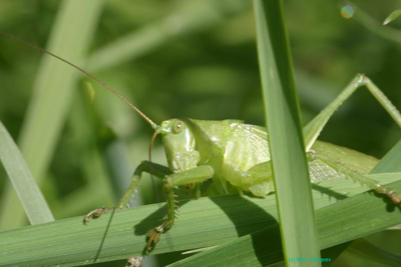 Tettigonia_cantans_m_04_269