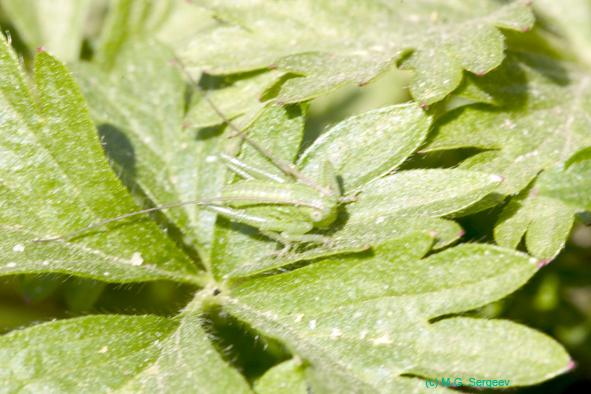Tettigonia_cantans_n_0515