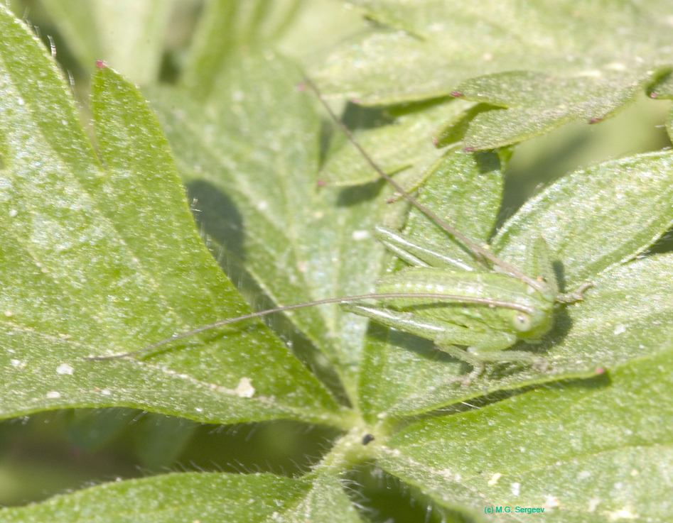 Tettigonia_cantans_n_0516