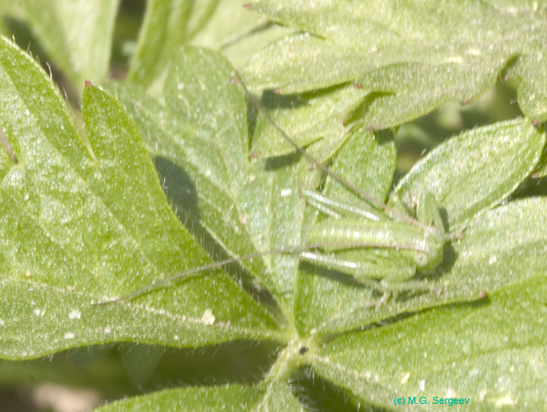Tettigonia_cantans_n_0517