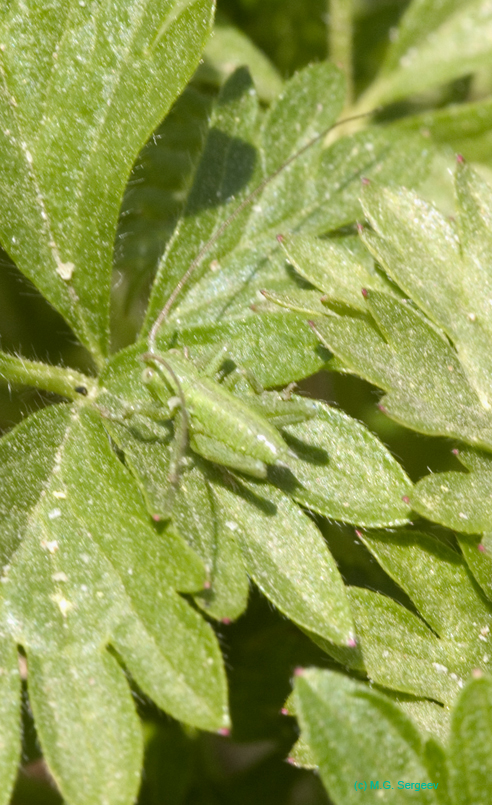 Tettigonia_cantans_n_0519