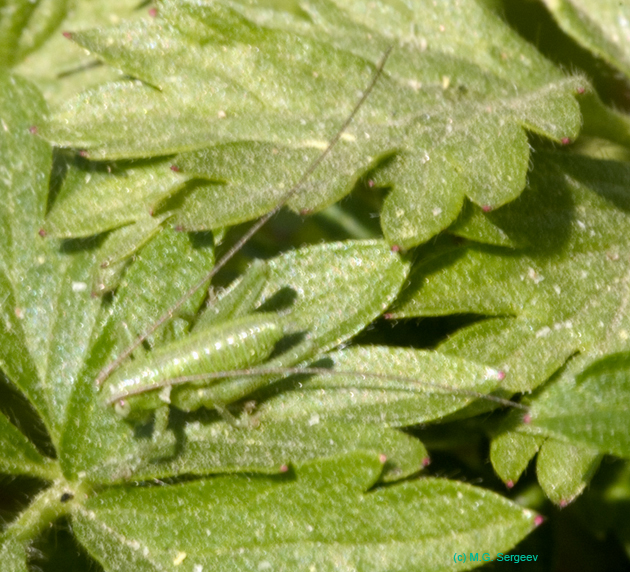 Tettigonia_cantans_n_0520