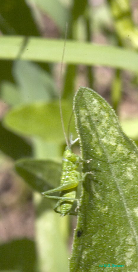 Tettigonia_cantans_n_0565
