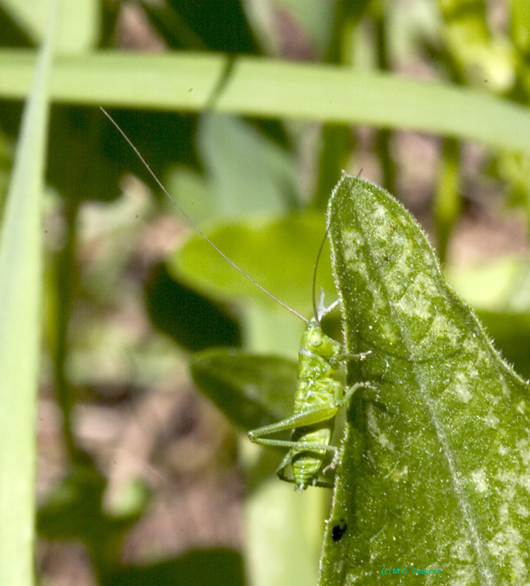 Tettigonia_cantans_n_0566