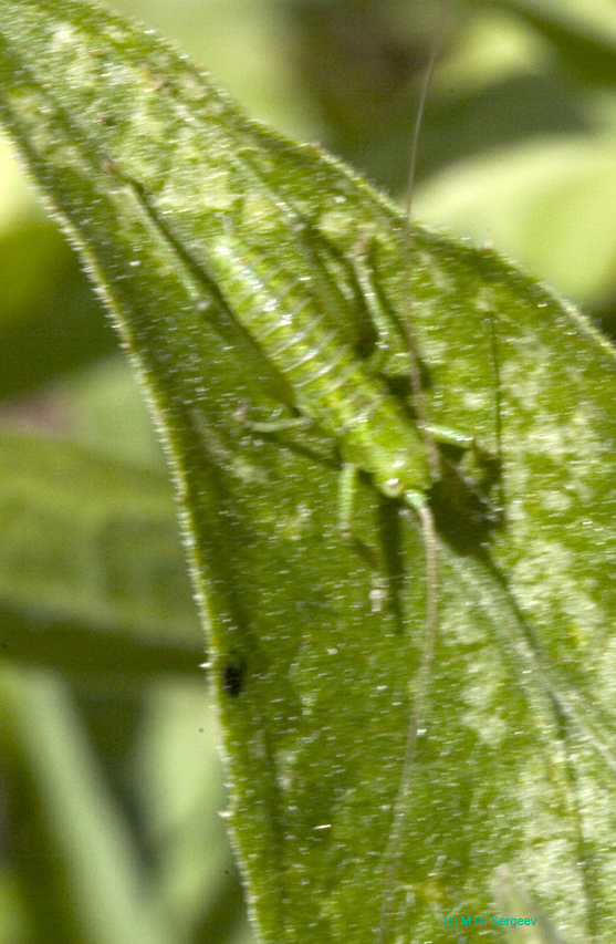 Tettigonia_cantans_n_0568