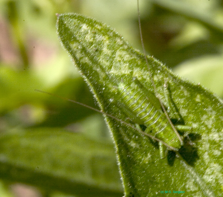 Tettigonia_cantans_n_0569