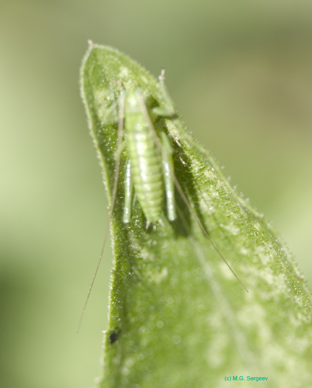 Tettigonia_cantans_n_0570