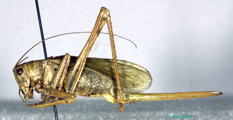 Tettigonia_ussuriana_f_0975