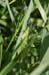 Tettigonia_cantans_m_04_264