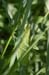Tettigonia_cantans_m_04_265
