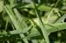 Tettigonia_cantans_m_04_267