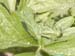 Tettigonia_cantans_n_0517