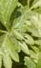 Tettigonia_cantans_n_0519