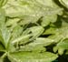 Tettigonia_cantans_n_0520