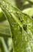 Tettigonia_cantans_n_0568