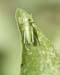 Tettigonia_cantans_n_0570