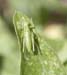 Tettigonia_cantans_n_0571
