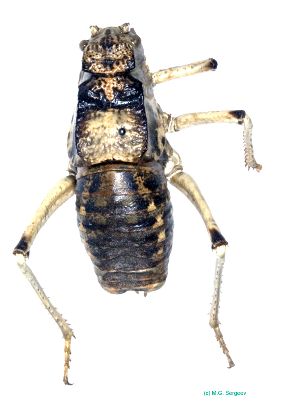 Deracantha_onos_m_0905
