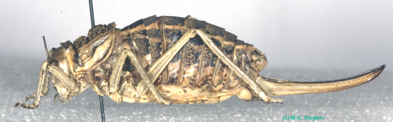 Deracanthella_aranea_f_0898