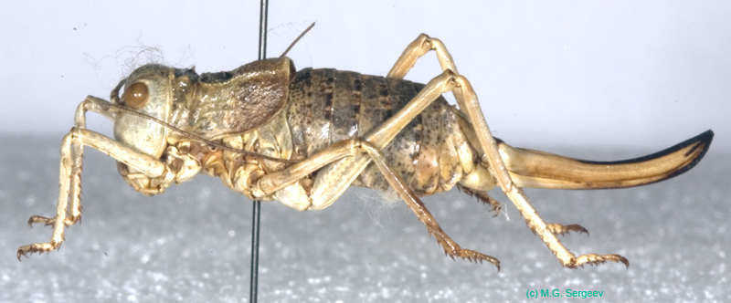 Deracanthina_deracanthoides_deracanthoides_f_0902