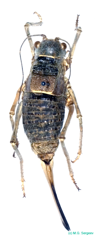 Deracanthina_deracanthoides_deracanthoides_f_0903