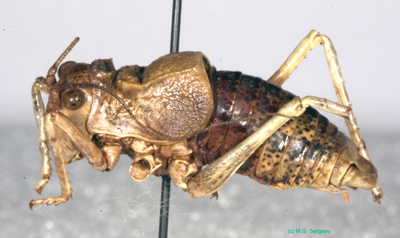 Deracanthina_deracanthoides_deracanthoides_m_0900