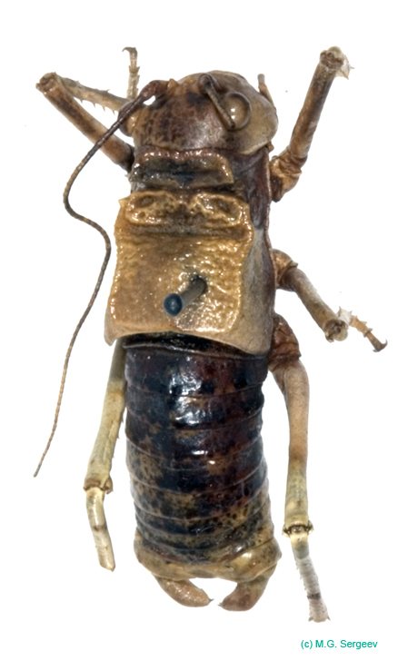 Deracanthina_deracanthoides_deracanthoides_m_0901