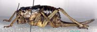 Deracantha_onos_f_0906