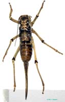Deracantha_onos_f_0907