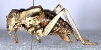Deracantha_onos_m_0904
