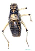 Deracantha_onos_m_0905