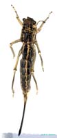 Deracanthella_aranea_f_0899
