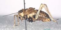Deracanthella_aranea_m_0896