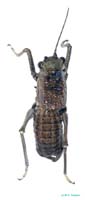 Deracanthella_aranea_m_0897