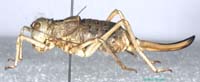 Deracanthina_deracanthoides_deracanthoides_f_0902