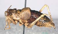 Deracanthina_deracanthoides_deracanthoides_m_0900