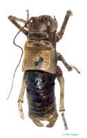 Deracanthina_deracanthoides_deracanthoides_m_0901