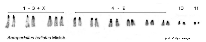 Aeropedellus_baliolus_karyo