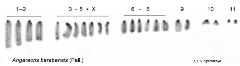 Angaracris_barabensis_karyo