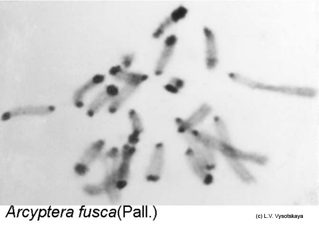 Arcyptera_fusca_karyo