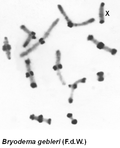Bryodema_gebleri_karyo