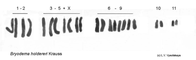 Bryodema_holdereri_karyo