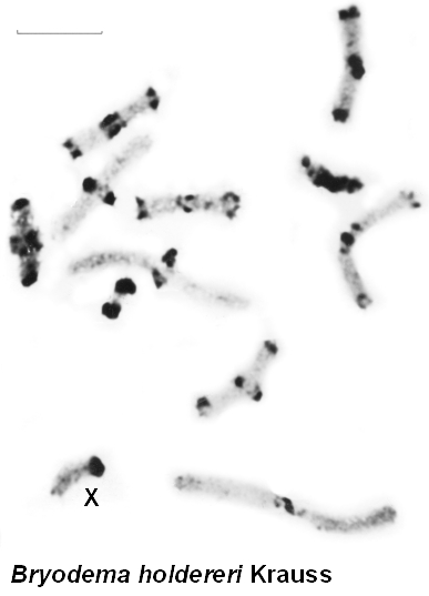 Bryodema_holdereri_karyo_2