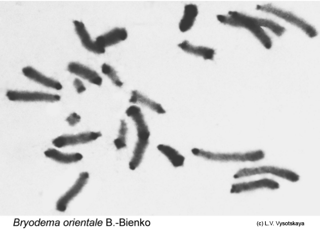 Bryodema_orientale_karyo