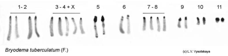 Bryodema_tuberculatum_karyo
