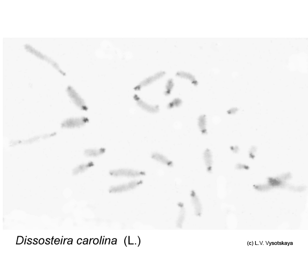 Dissosteira_carolina_karyo