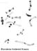 Bryodema_holdereri_karyo_2