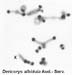 Dericorys_albidula_karyo